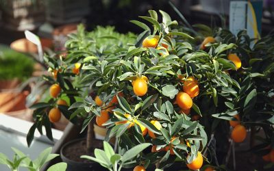 mandarino cinese Kumquat