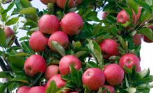 ricco raccolto ricco di vitamina C super delizioso dolce-Saur Albero Pomodoro tamarillo