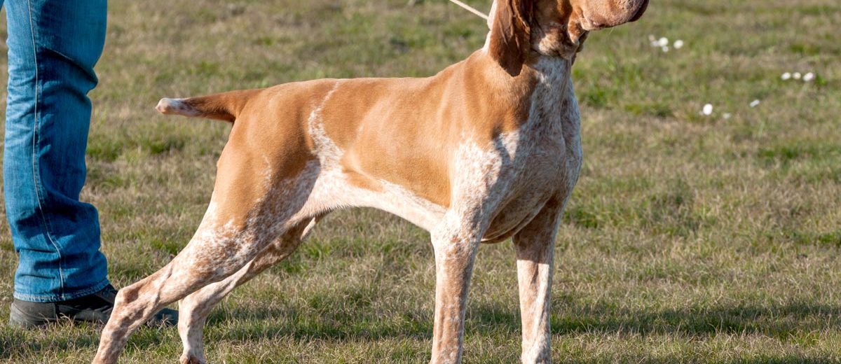 bracco italiano