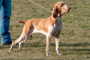 bracco italiano