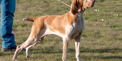 bracco italiano