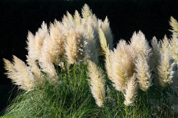 erba della pampa
