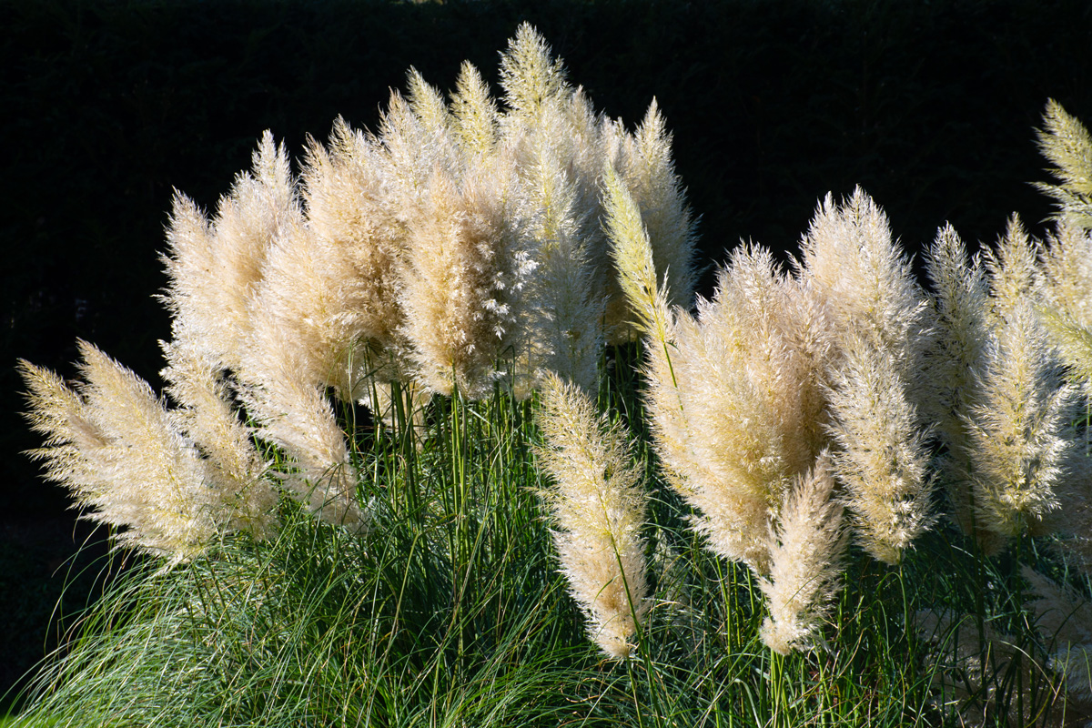 Erba della Pampa Cortaderia selloana perenne con pennacchi