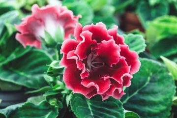 Gloxinia