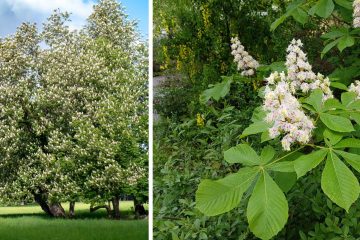 Aesculus hippocastanum