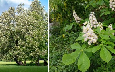 Aesculus hippocastanum