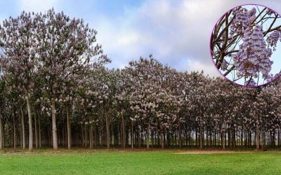 paulownia