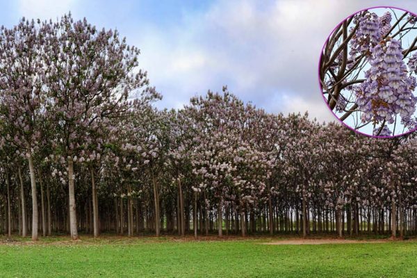 paulownia