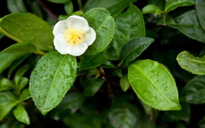 Camellia sinensis