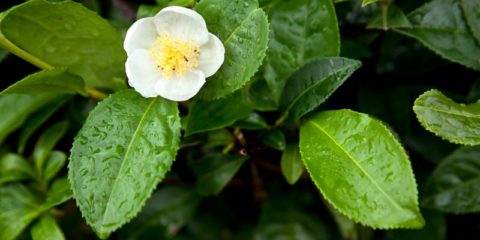 Camellia sinensis