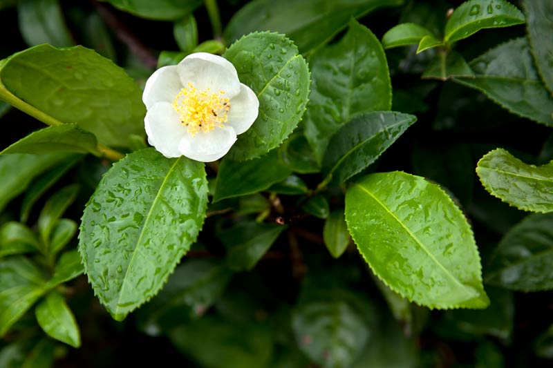 Camellia sinensis