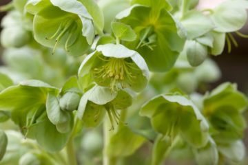 Helleborus Viridis