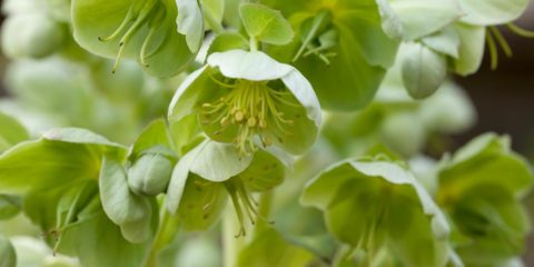 Helleborus Viridis