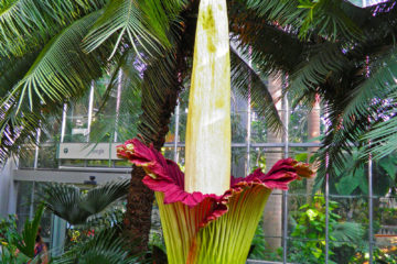 Amorphophallus Titanum