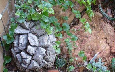 Dioscorea elephantipes