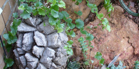 Dioscorea elephantipes