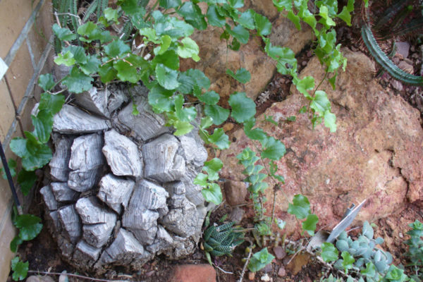 Dioscorea elephantipes
