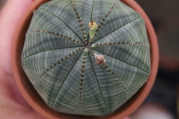 Euphorbia obesa