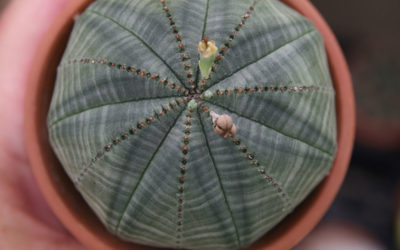 Euphorbia obesa