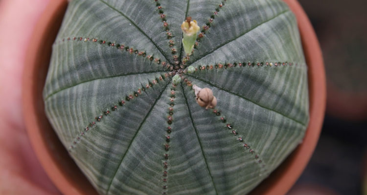 Euphorbia obesa