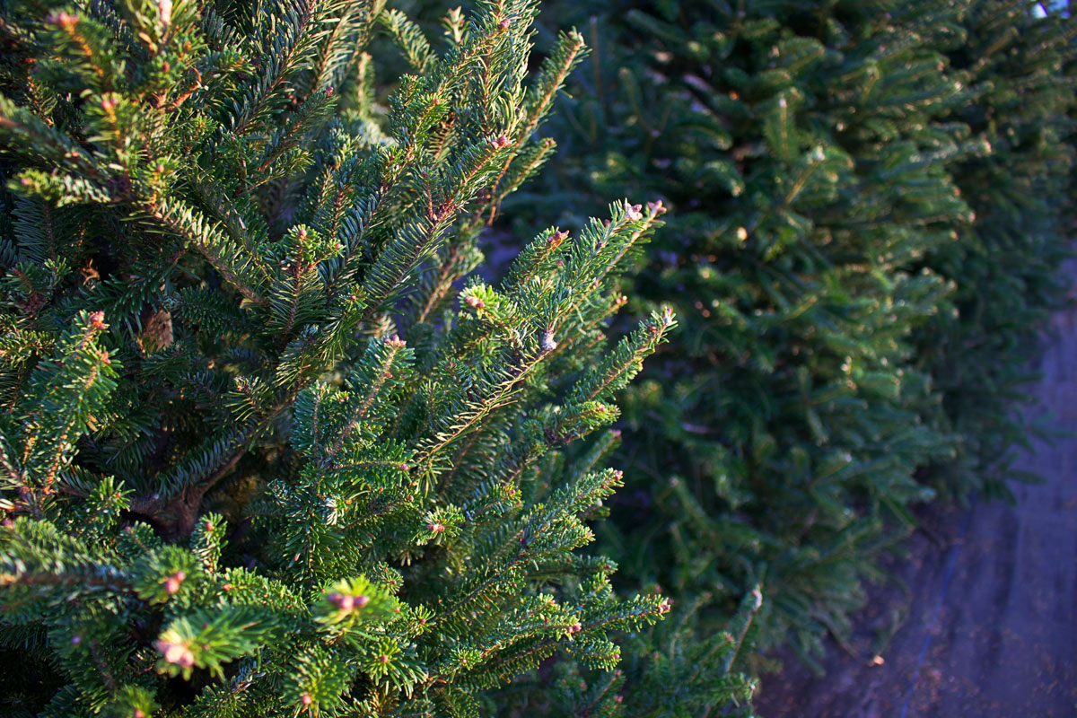 Albero Di Natale Pino O Abete.Abete Di Douglas Albero Ornamentale Oltre Che Da Legno Coltivazione