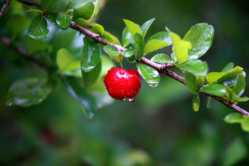 acerola