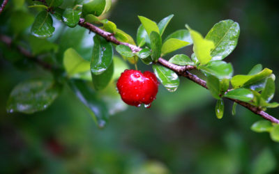 acerola