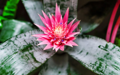 aechmea