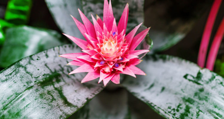 aechmea