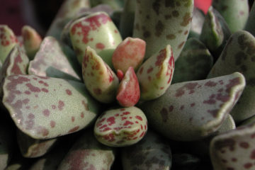 adromischus