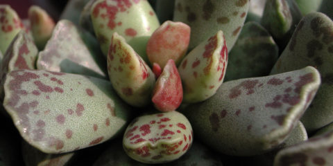 adromischus