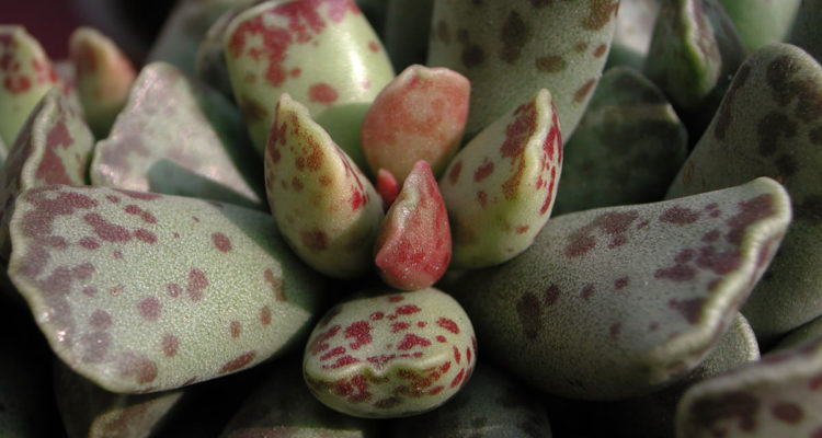 adromischus