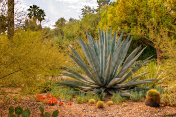 agave americana