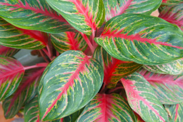 aglaonema