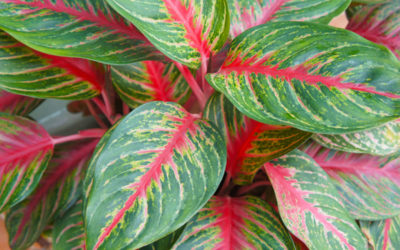 aglaonema