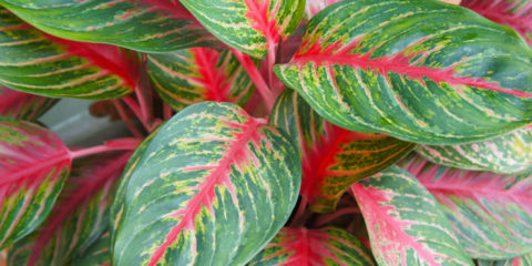 aglaonema