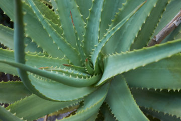 aloe arborescens