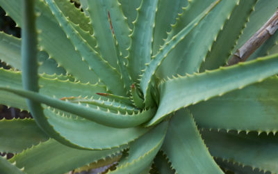 aloe arborescens