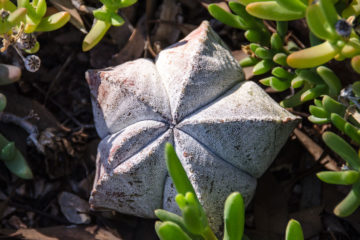 Astrophytum myriostigma