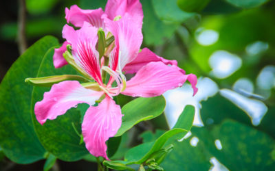 bauhinia