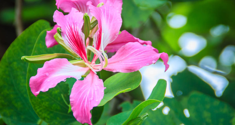 bauhinia