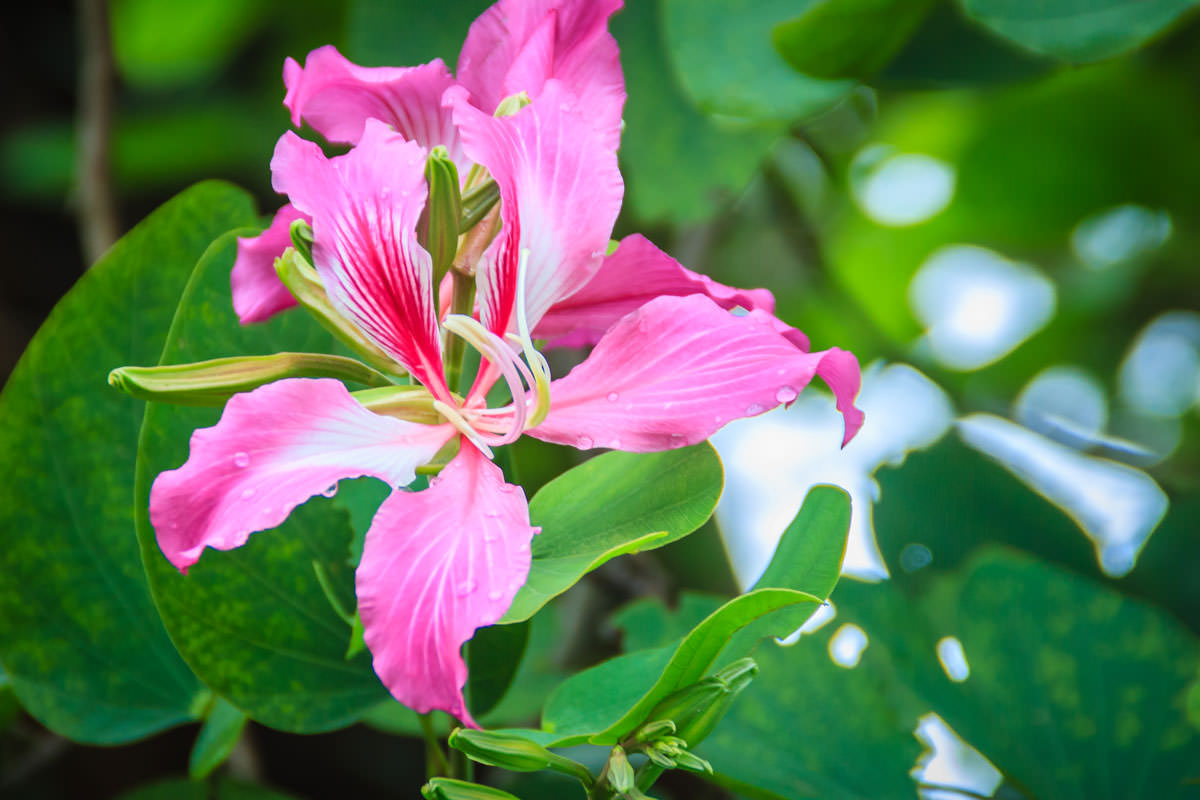 Bauhinia L Albero Orchidea Tutti I Segreti Per Coltivarlo Al Meglio