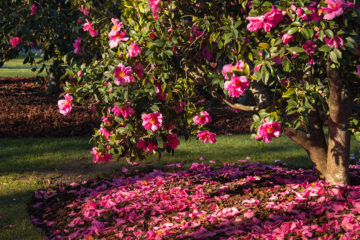 camelia sasanqua