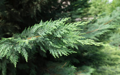 chamaecyparis