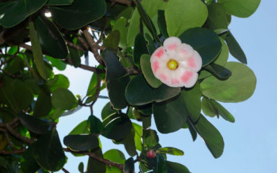 clusia rosea