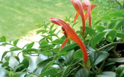 columnea