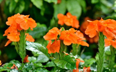 crossandra