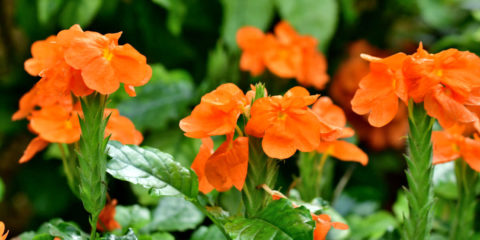 crossandra