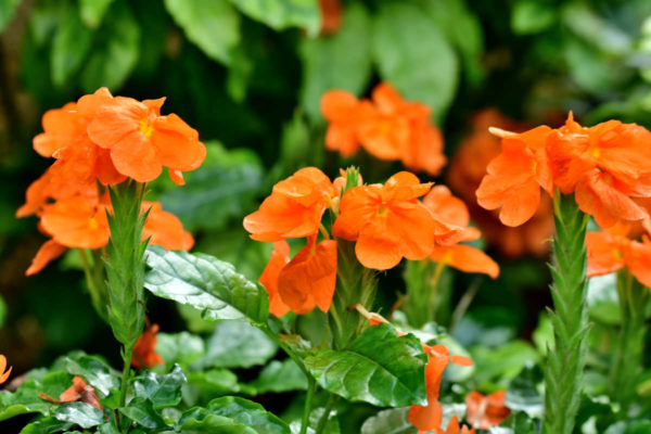 crossandra