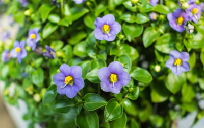 exacum
